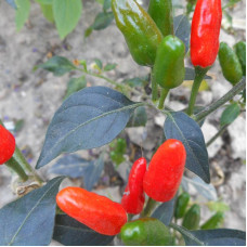 Hot pepper seeds «Chilito de simojovel»