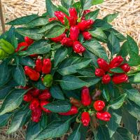 Семена перца острого «Турецкий цветок бибер»