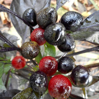 Hot pepper seeds «Black pearl»