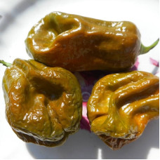 Hot pepper seeds «Habanero green»