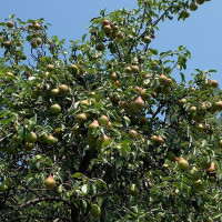 Pear seeds