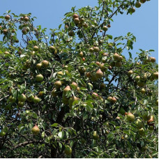 Pear seeds