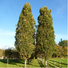 Oak pedunculate pyramidal seeds