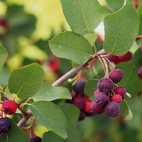 Насіння ірги круглолистої «Щедра»