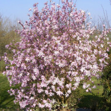 Magnolia loebneri seeds