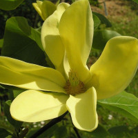 Magnolia acumina seeds