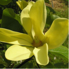 Magnolia acumina seeds