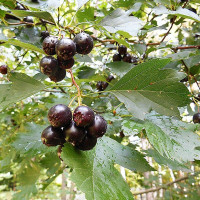 Almaty hawthorn seeds