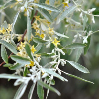 Oleaster seeds