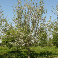 Apple tree seeds