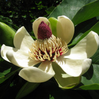 Magnolia obovate seeds