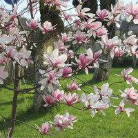 Saucer magnolia seeds
