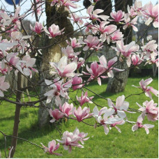 Saucer magnolia seeds