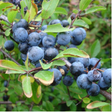 Blackthorn seeds