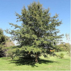 Shingle oak seeds