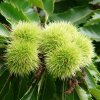 Sweet chestnut seeds