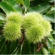 Sweet chestnut seeds