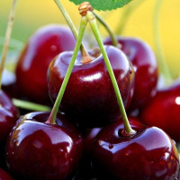 Sweet cherry seeds «Melitopol black»