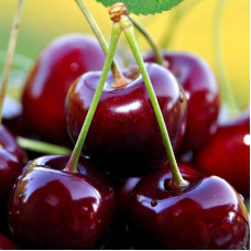 Sweet cherry seeds «Melitopol black»