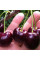 Sweet cherry seeds «Melitopol black»