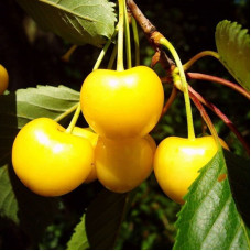 Sweet cherry seeds «Zhurba»