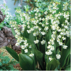 Lily of the valley seeds