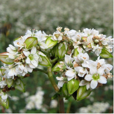 Buckwheat seeds