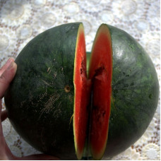 Watermelon seeds «Montenegrin»