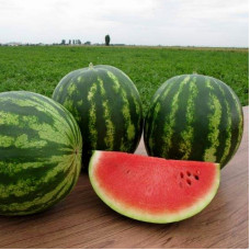 Watermelon seeds «Treasure»