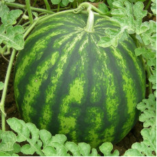 Watermelon seeds «Viking» F1