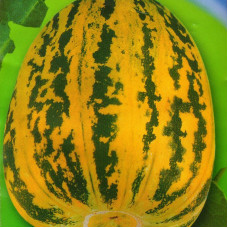 Melon seeds «Candy»