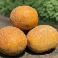 Насіння дині «Ананасна»