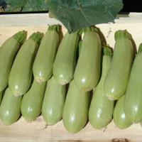 Squash seeds «Asma» F1