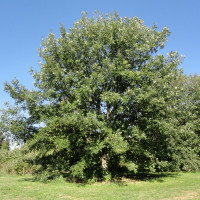 Bur oak