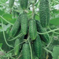 Cucumber seeds «Bunch of grapes» F1