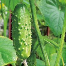 Cucumber seeds «Phoenix 640»