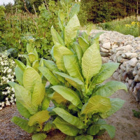 Tobacco seeds «Low nicotine»