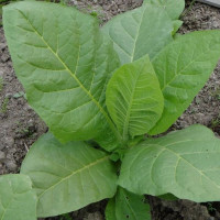 Tobacco seeds «Tennessee»