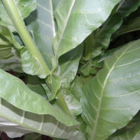 Tobacco seeds «Bulgarian red»