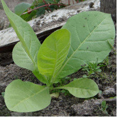 Tobacco seeds «Sherazi»