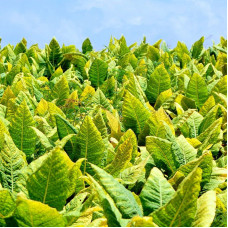 Tobacco seeds «Kentucky»