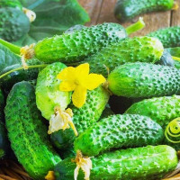 Cucumber seeds «Caesar» F1