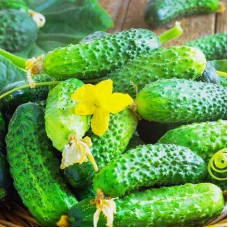 Cucumber seeds «Caesar» F1