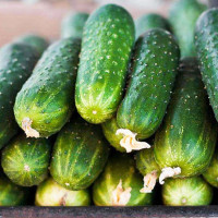 Cucumber seeds «Annika» F1