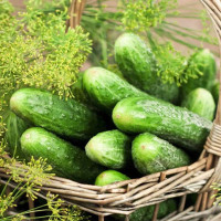 Семена огурца «Гектор» F1