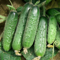 Семена огурца «Гренландия» F1