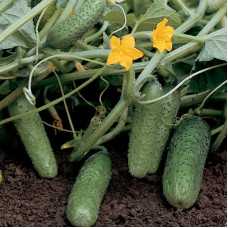 Cucumber seeds «Componist» F1