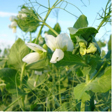 Pea field seeds (green manure)