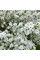 Exochorda alberta seeds