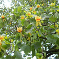 American tulip tree seeds